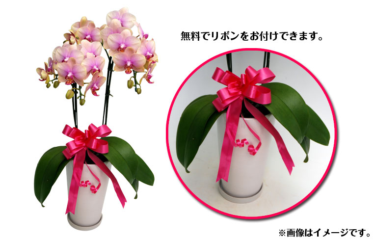 ThanksPot トロピックジュエリー2本立