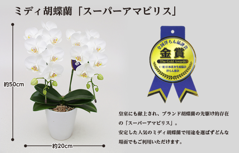 スーパーアマビリス2本立