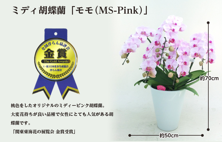 モモ5本立