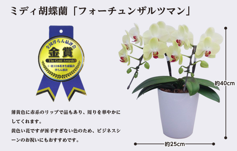 フォーチュンザルツマン2本立