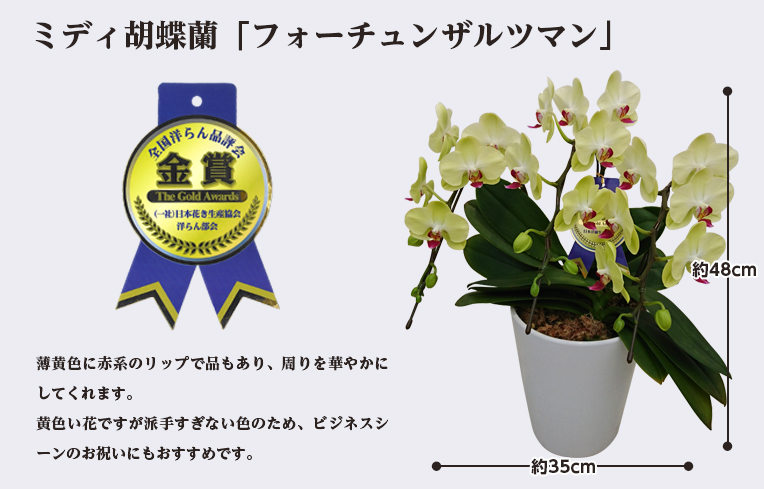 フォーチュンザルツマン3本立