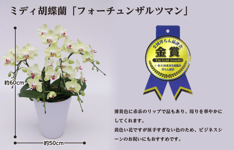 フォーチュンザルツマン5本立