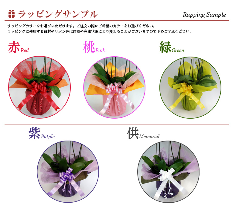 満天紅3本立