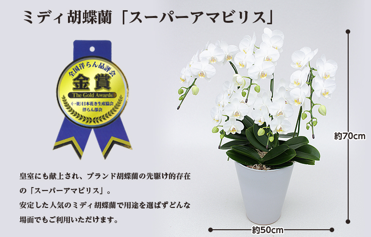 スーパーアマビリス5本立