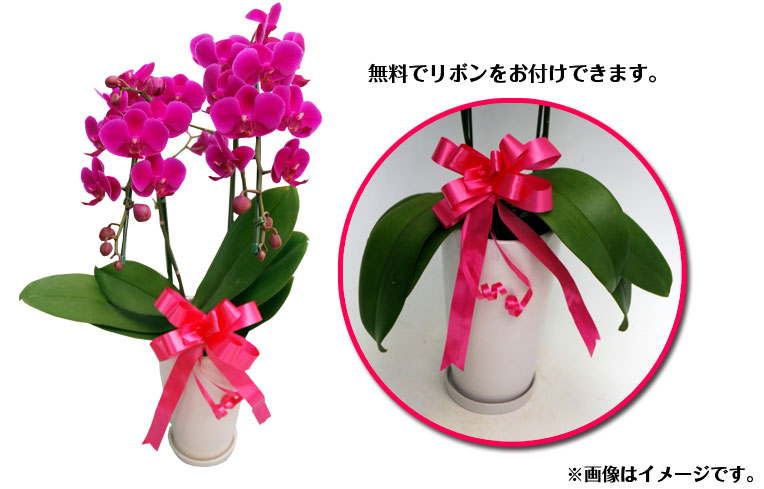 ThanksPot 満天紅2本立