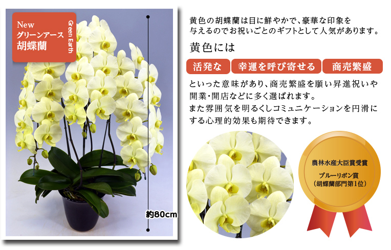 胡蝶蘭3本立 グリーンアース