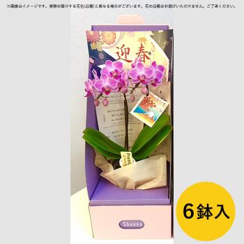 【6鉢入】テーブル胡蝶蘭2本立 2WAYBOX入 迎春ver.