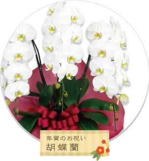 胡蝶蘭で年賀のお祝い